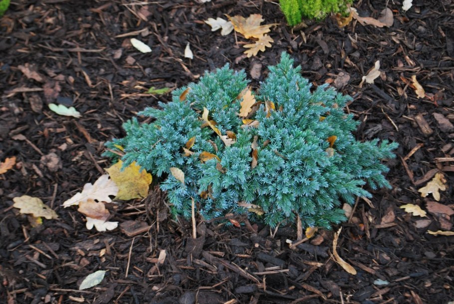 Можжевельник чешуйчатый "Блу Стар"