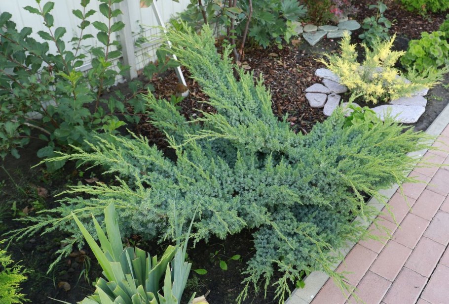 Можжевельник Скуамата Блю