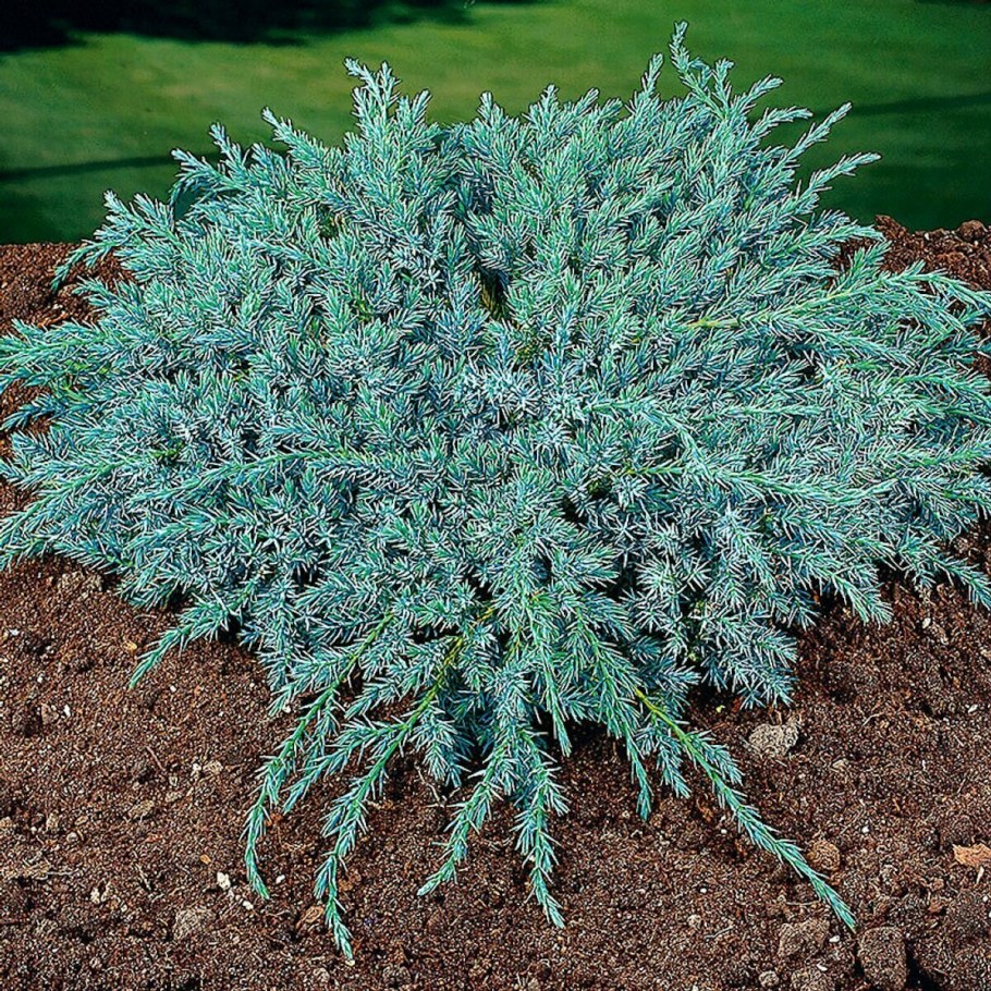 Можжевельник Блю Корвет