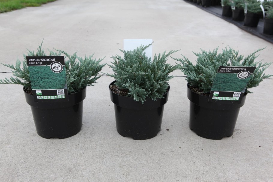 Можжевельник горизонтальный Блу чип