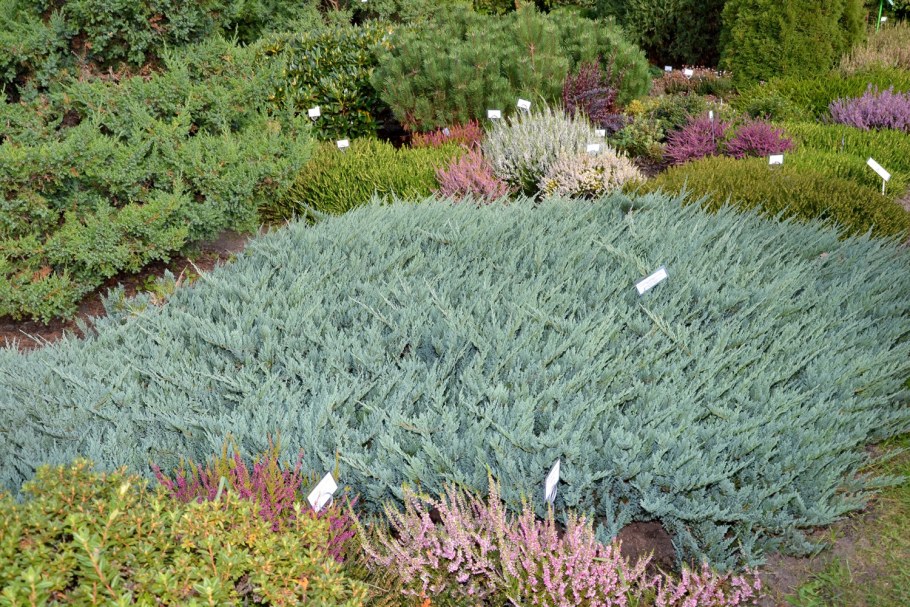 Можжевельник горизонтальный Icee Blue