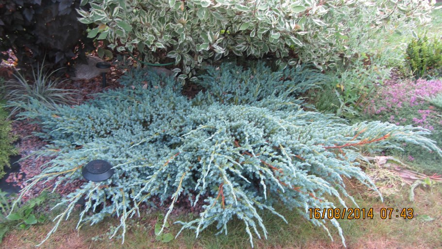 Можжевельник казацкий Блю карпет