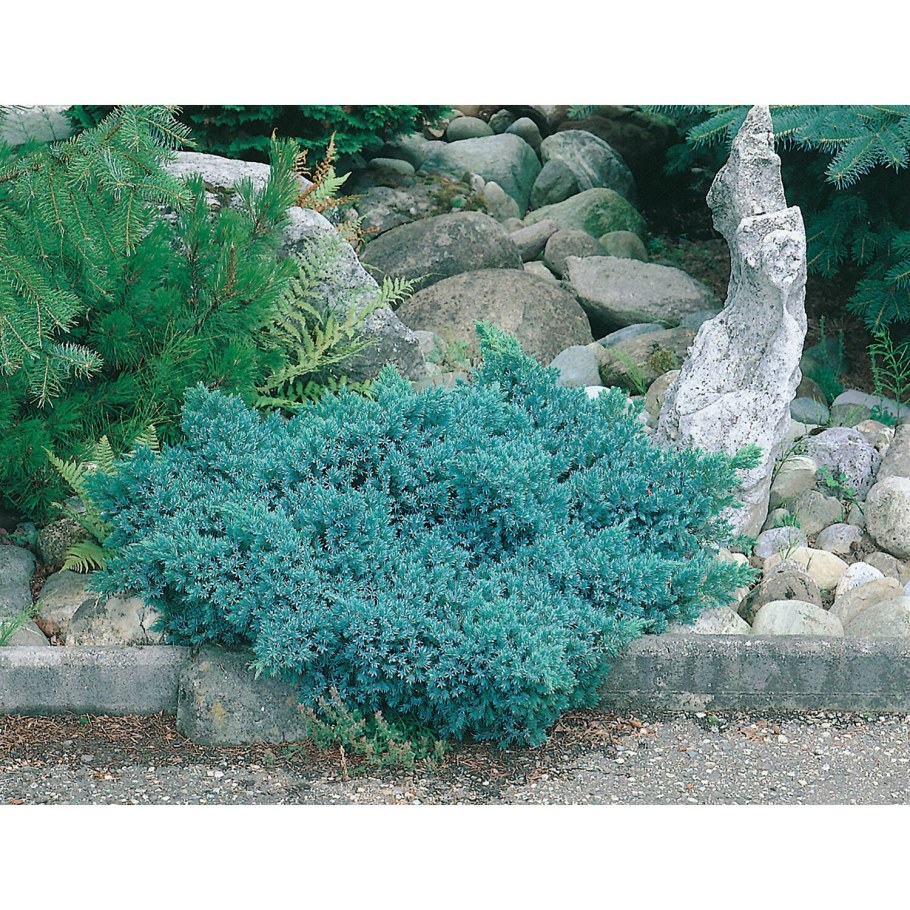 Можжевельник Блю чип и Блю карпет