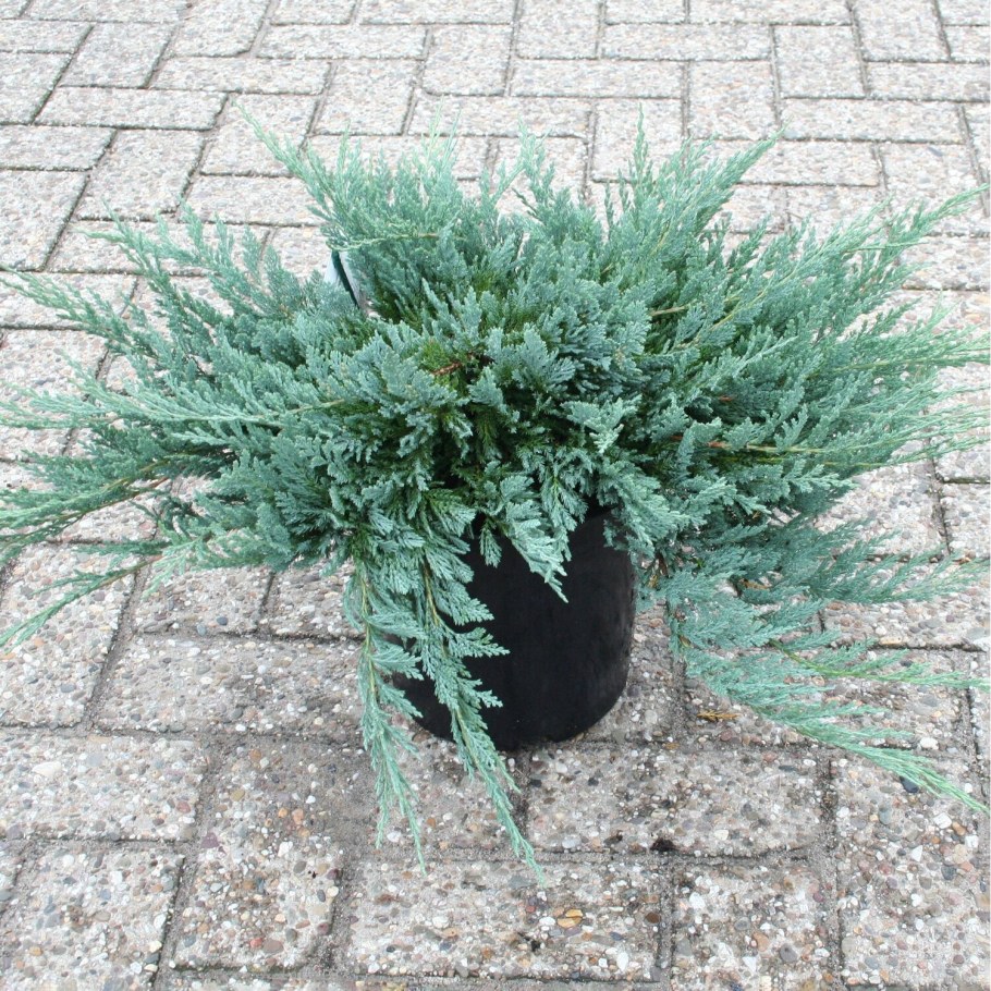 Можжевельник горизонтальный Винтер Блю