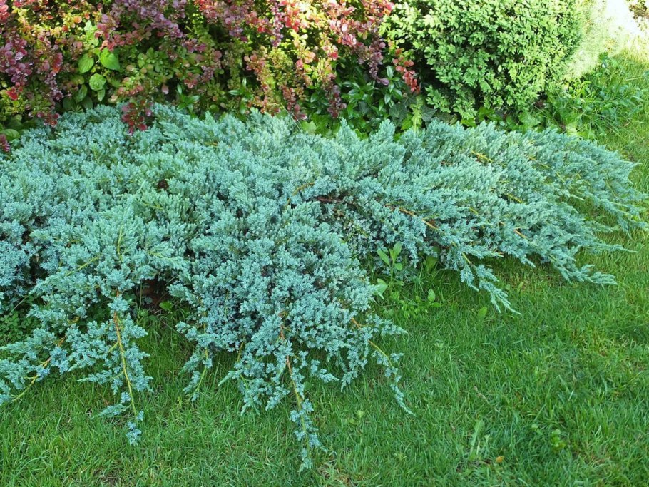 Можжевельник Скуамата Блю карпет