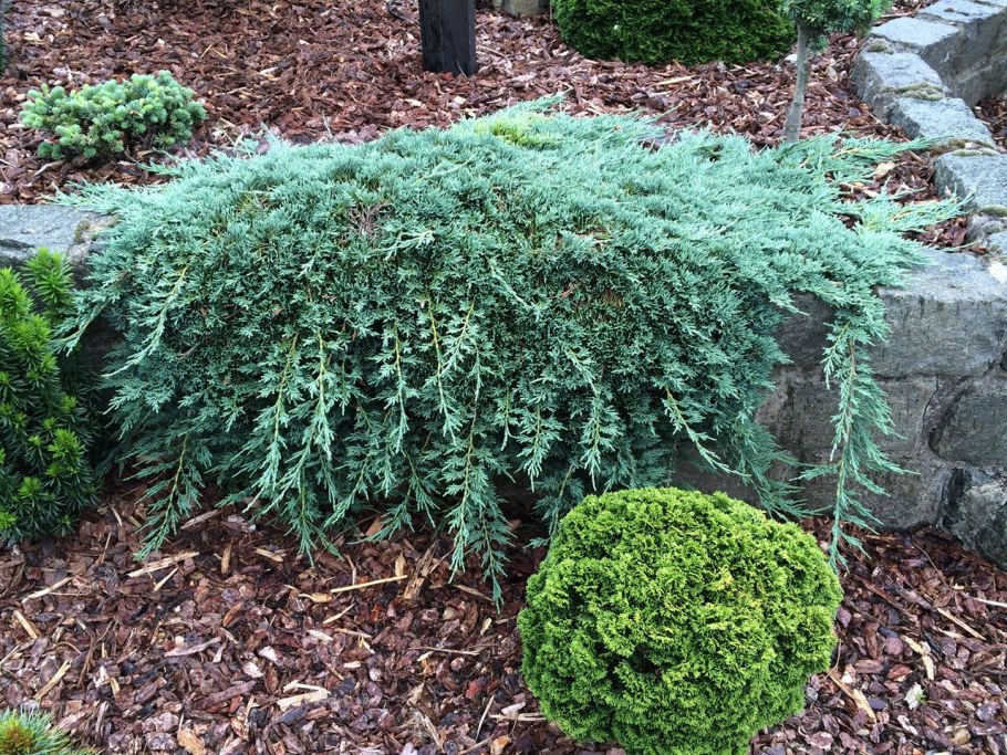 Можжевельник горизонтальный айс Блю