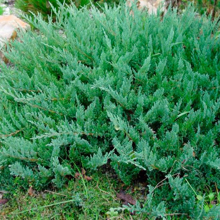 Можжевельник горизонтальный Блю Форест