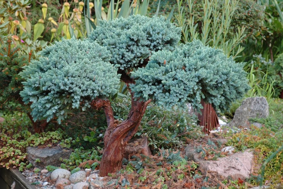 Можжевельник meyeri compacta