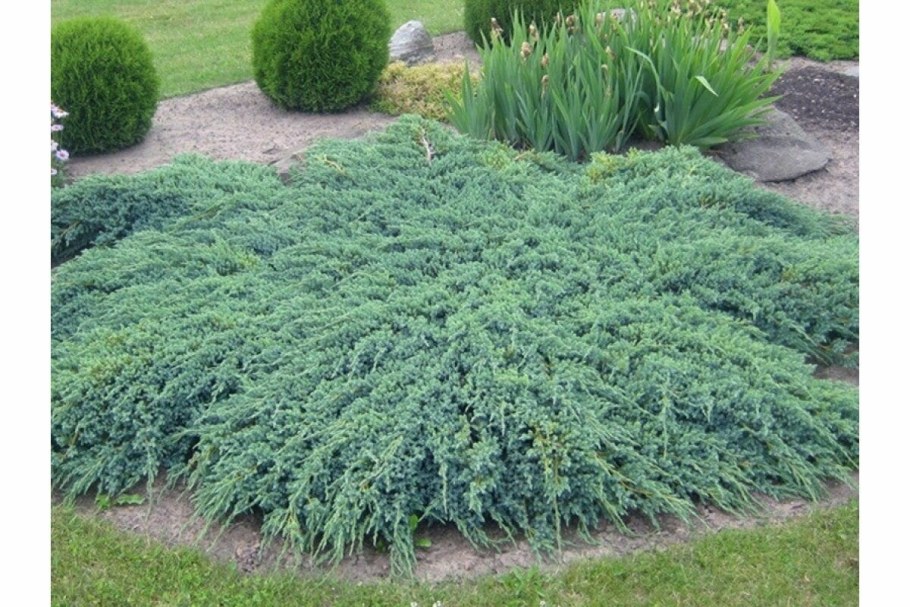 Можжевельник стелющийся Блю карпет