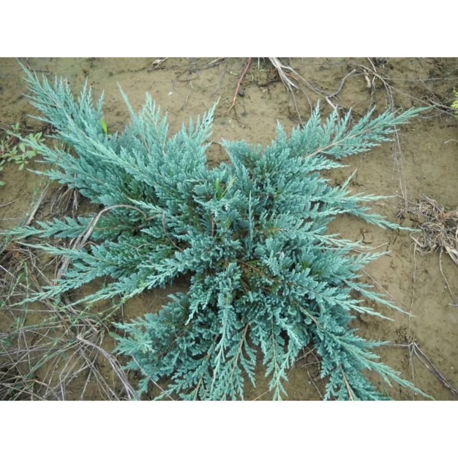 Можжевельник Juniperus horizontalis Blue Chip