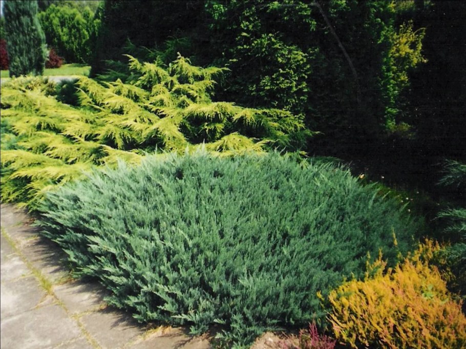 Можжевельник горизонтальный Агнешка