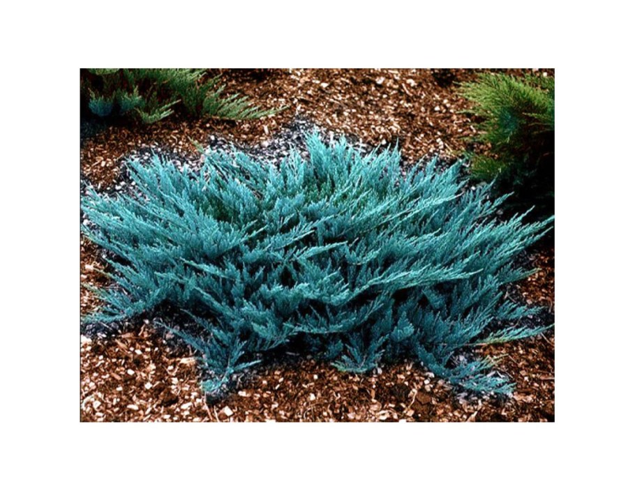 Можжевельник голубой Блю чип