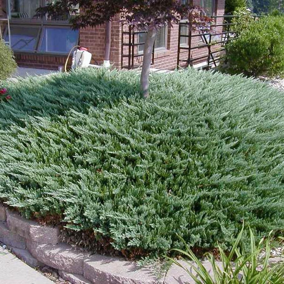 Можжевельник горизонтальный Блю