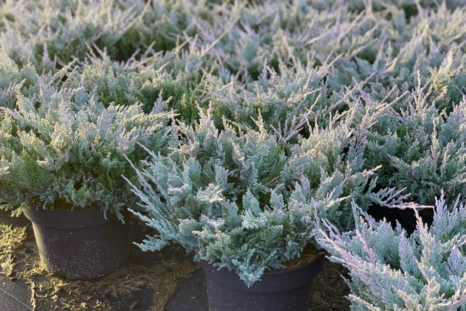 Блю Чиф можжевельник