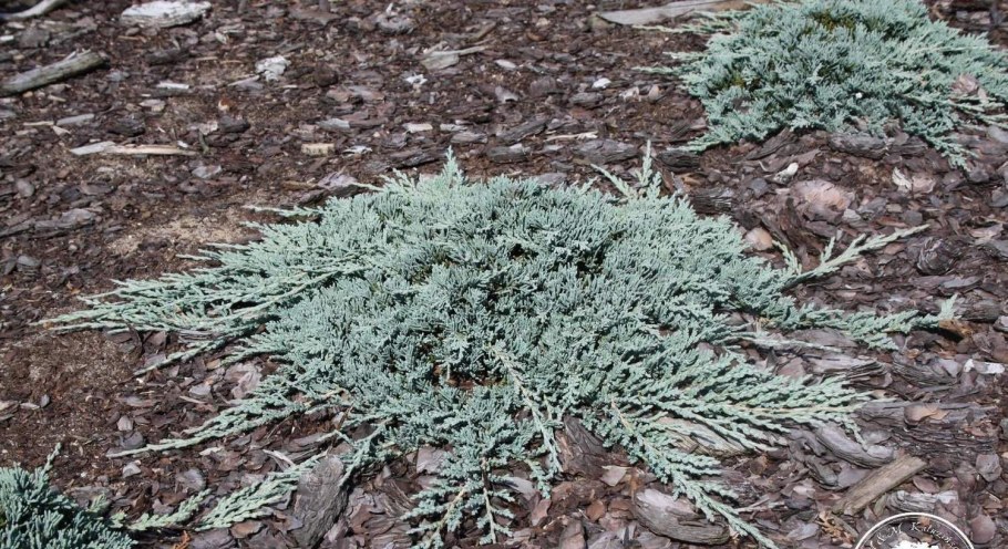 Можжевельник Juniperus horizontalis