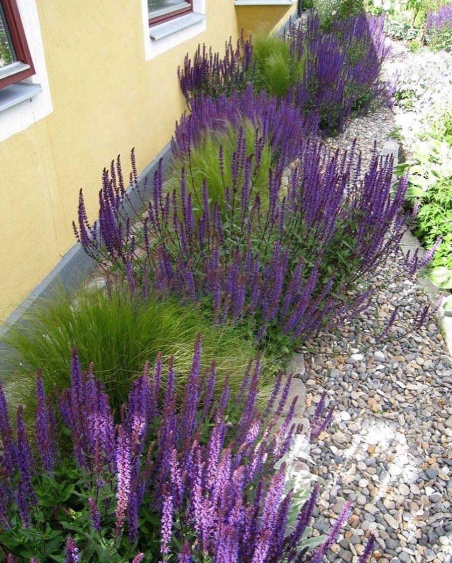 Котовник и Лаванда