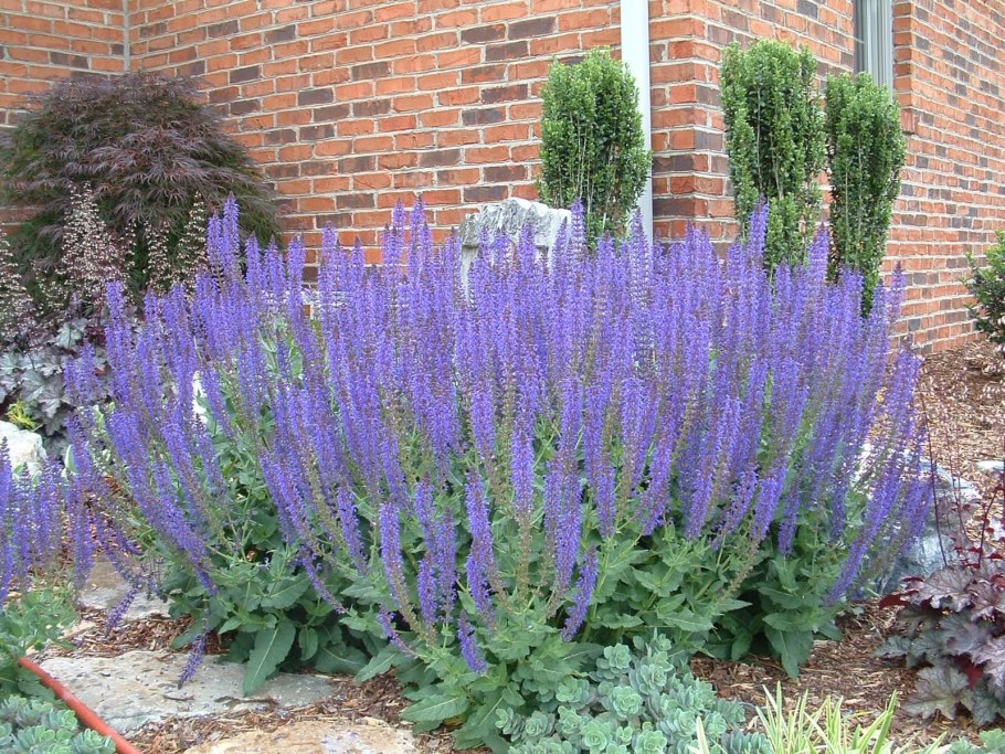 Перовская лебедолистная