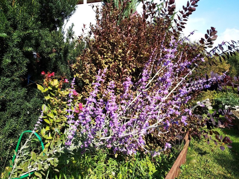 Перевския Павловски куст