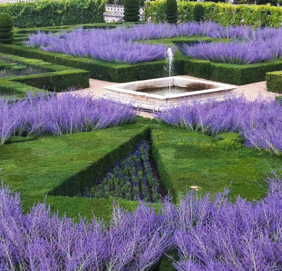 Самшит клумба Лаванда