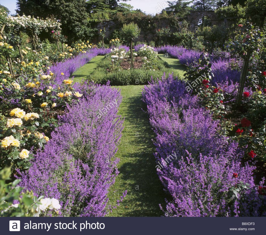 Котовник Фассена Юниор Волкер