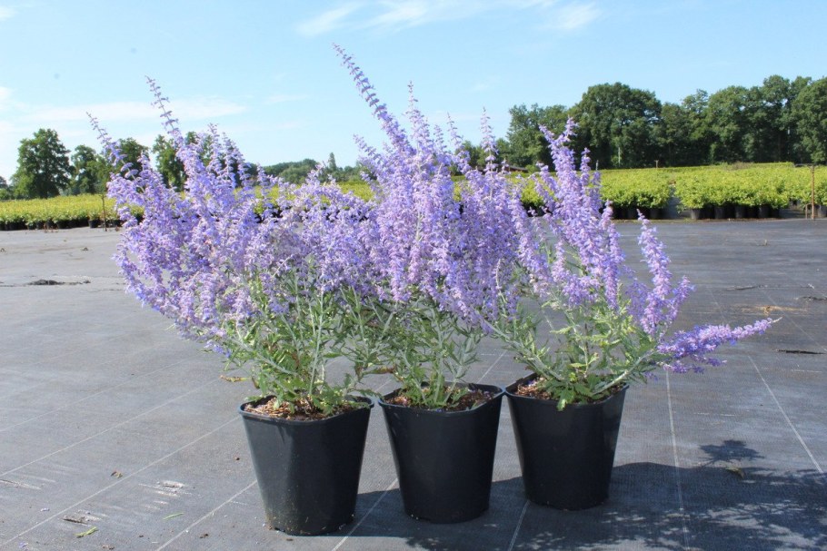 Перовския лебедолистная