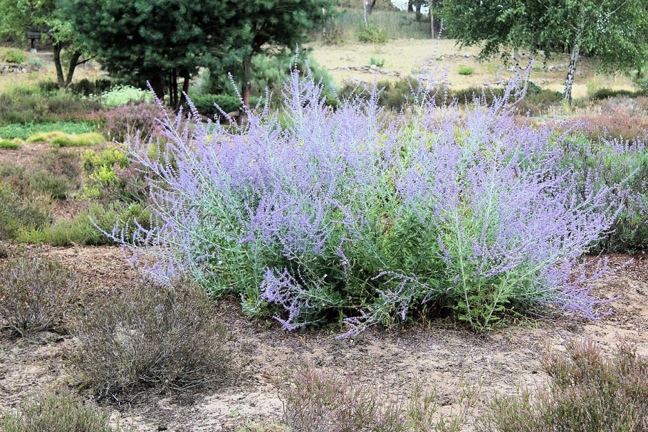 Перовския лебедолистная