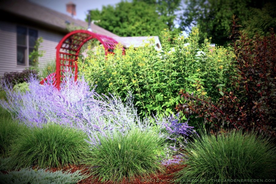 Перовския лебедолистная