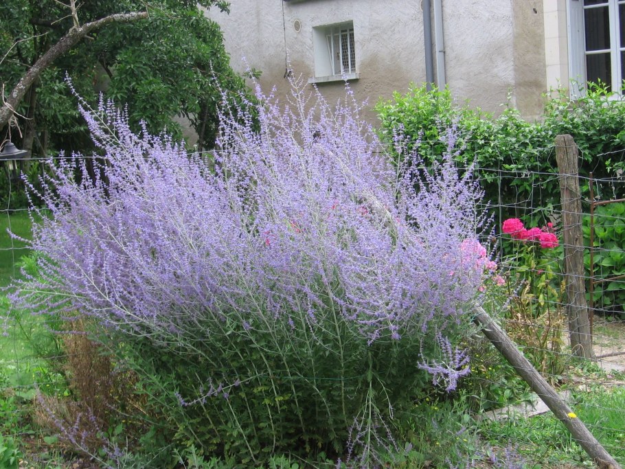 Лаванда перовския лебедолистная
