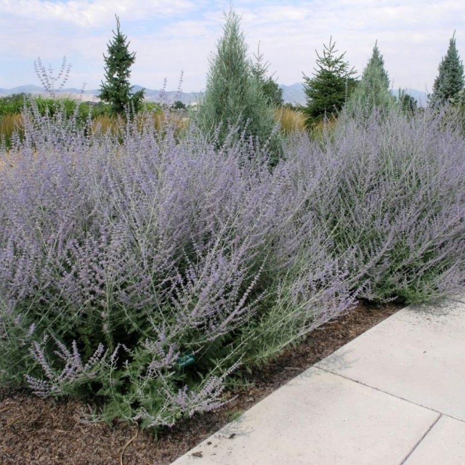 Перовския лебедолистная (Perovskia atriplicifolia)