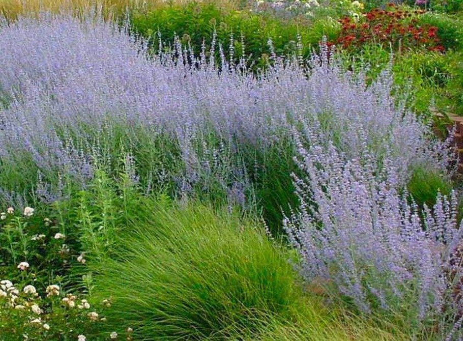 Перовския Блю Спайр