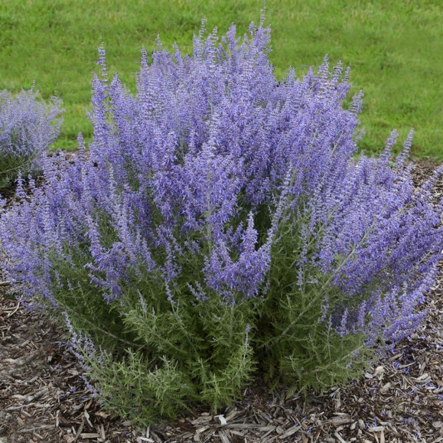 Перовския лебедолистная little Spire