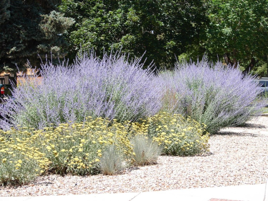 Перовския лебедолистная