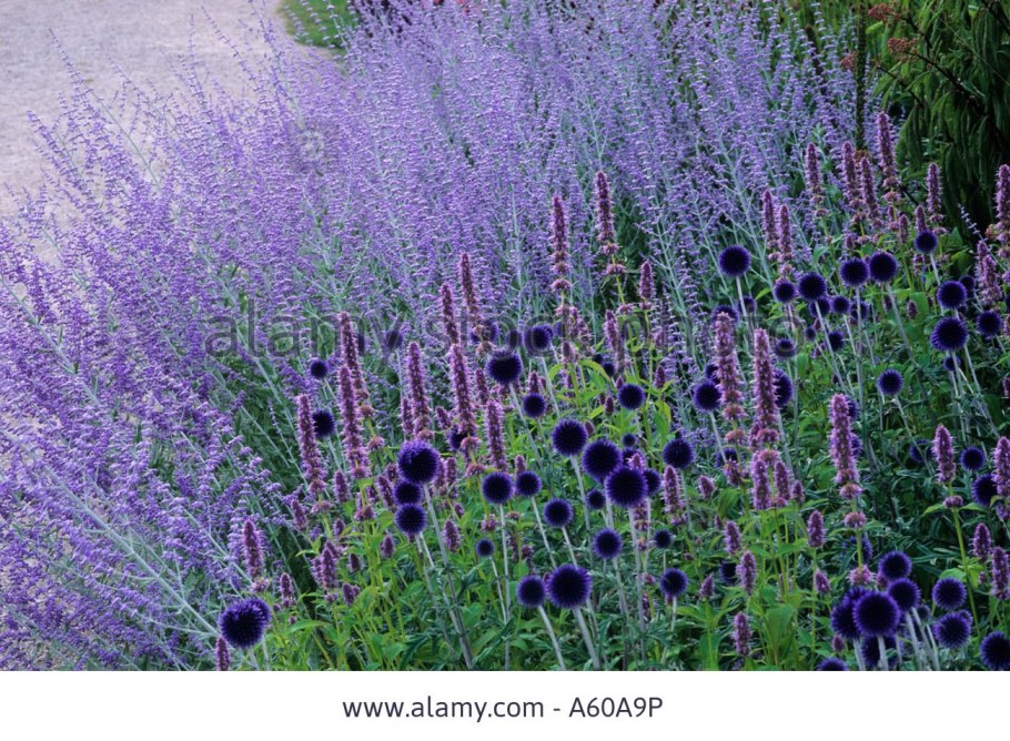 Перовския лебедолистная little Spire