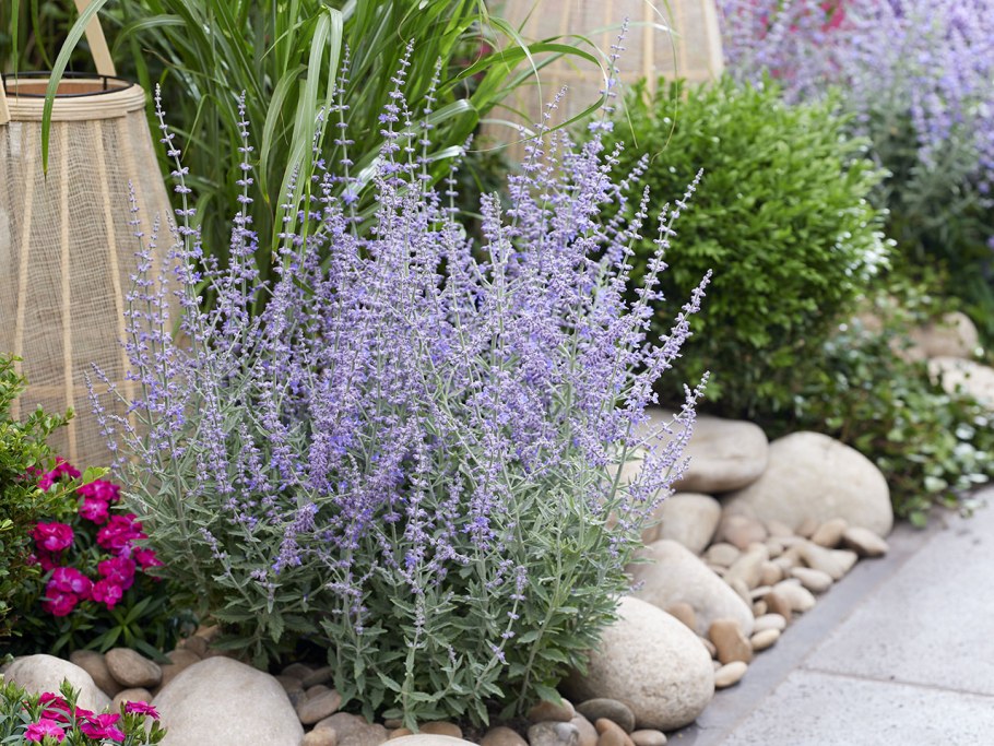 Перовския лебедолистная (Perovskia atriplicifolia)