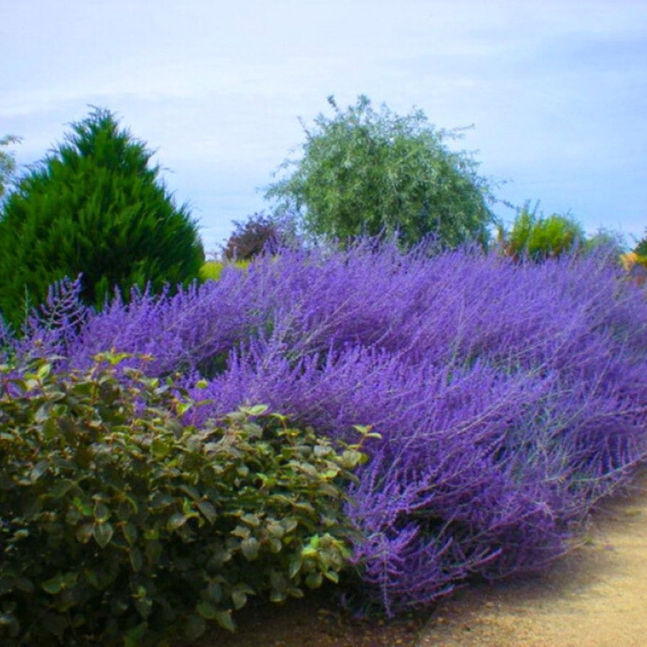 Перовския лебедолистная Блю