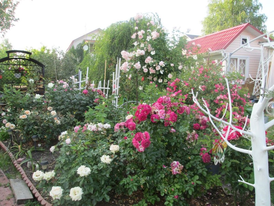 Плетистая роза в Подмосковье