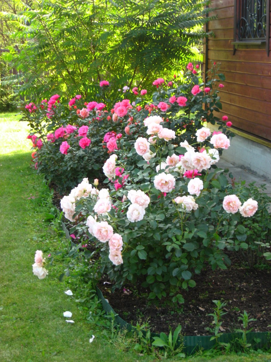 Роза кустовая Парковая