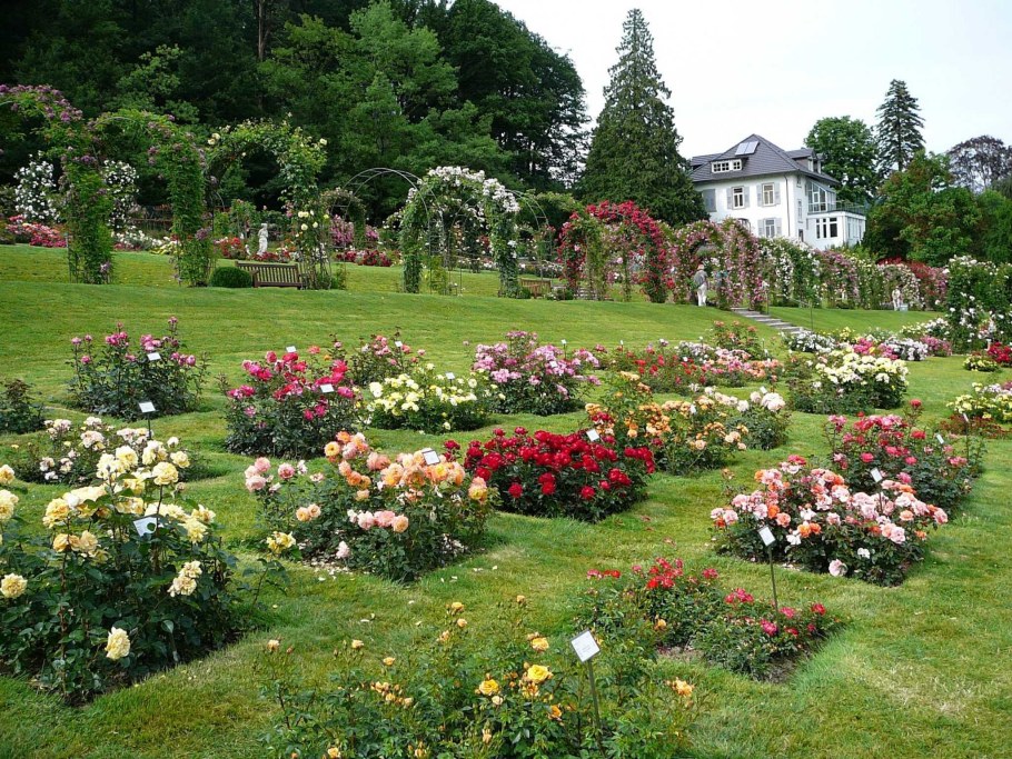 Розарий партер