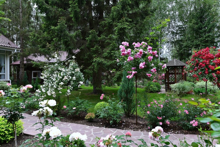 Моносад розарий