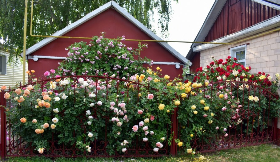 Розарий в Подмосковье