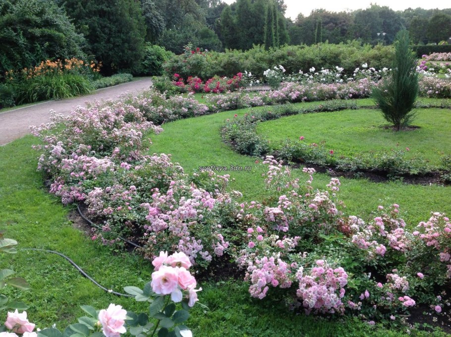Розарий в Подмосковье
