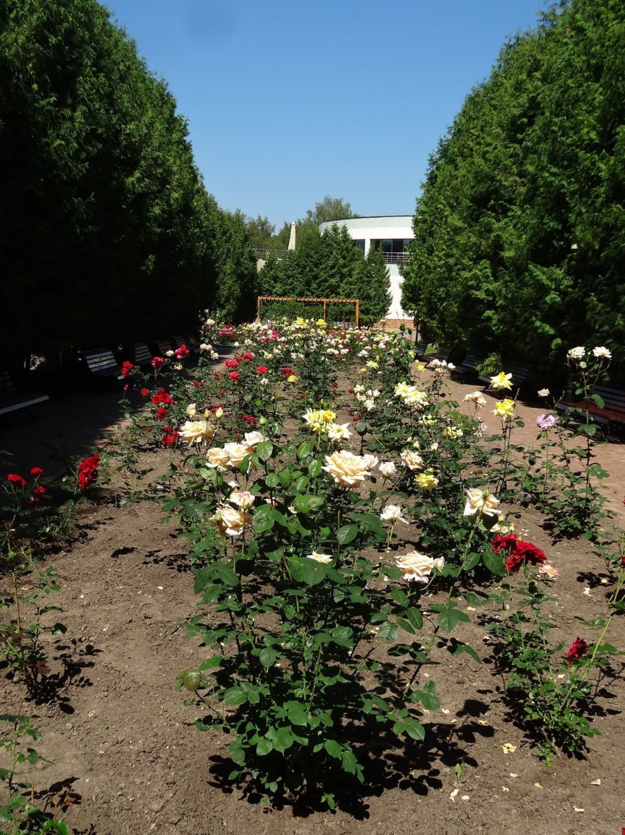 Розарий в Подмосковье с Боникой