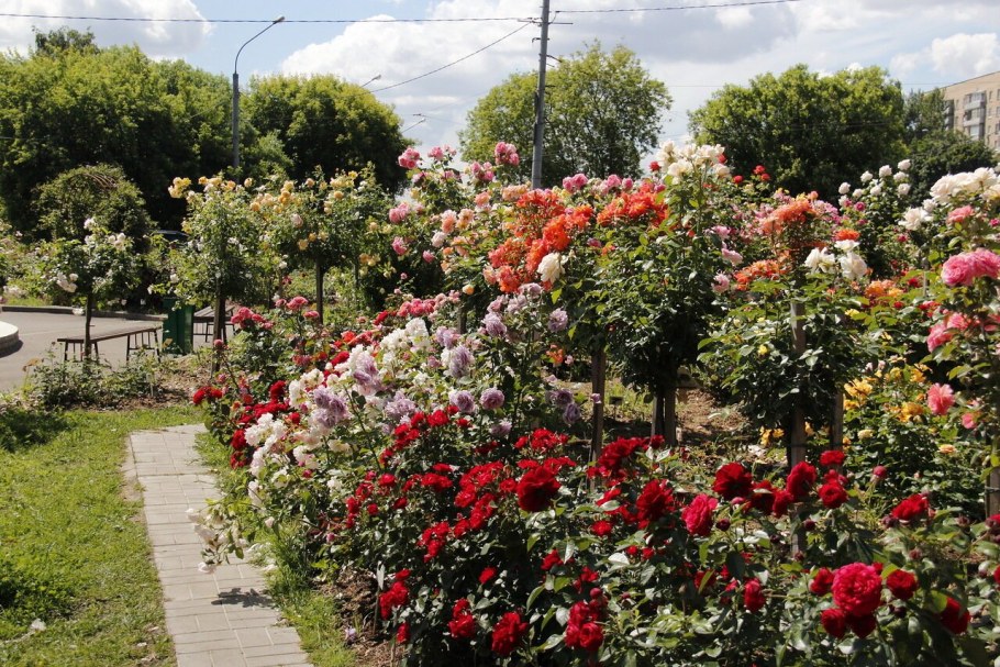 Роза Розариум плетистая куст
