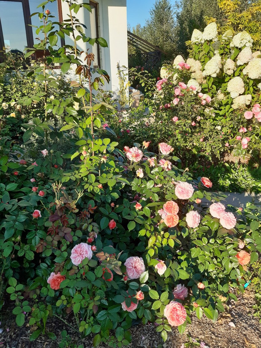 Розарии в Подмосковье