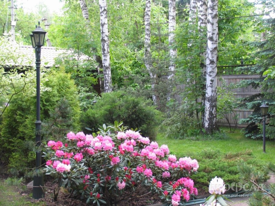 Сибирский сад розарий