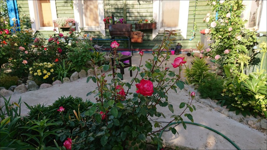 Розарии в Подмосковье