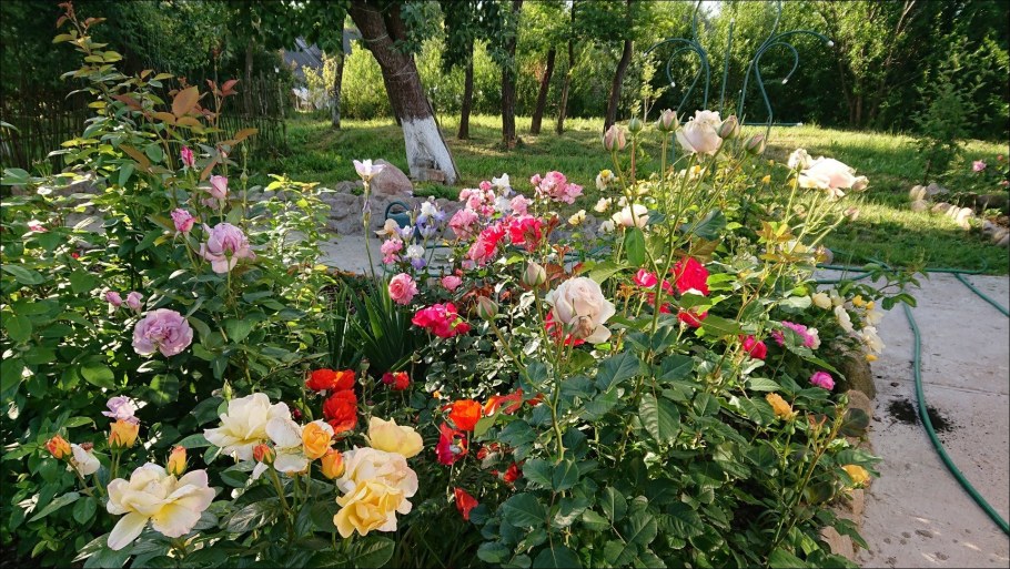 Розы на дачном участке в Подмосковье