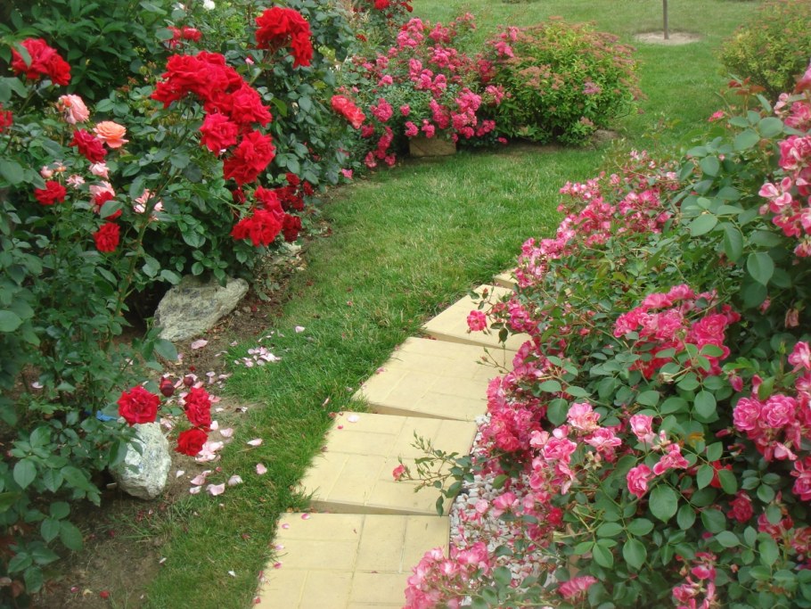 Парковая роза в розарии