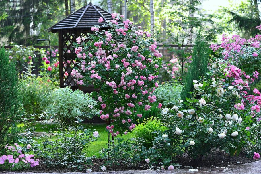 Розарий сад Ларисы