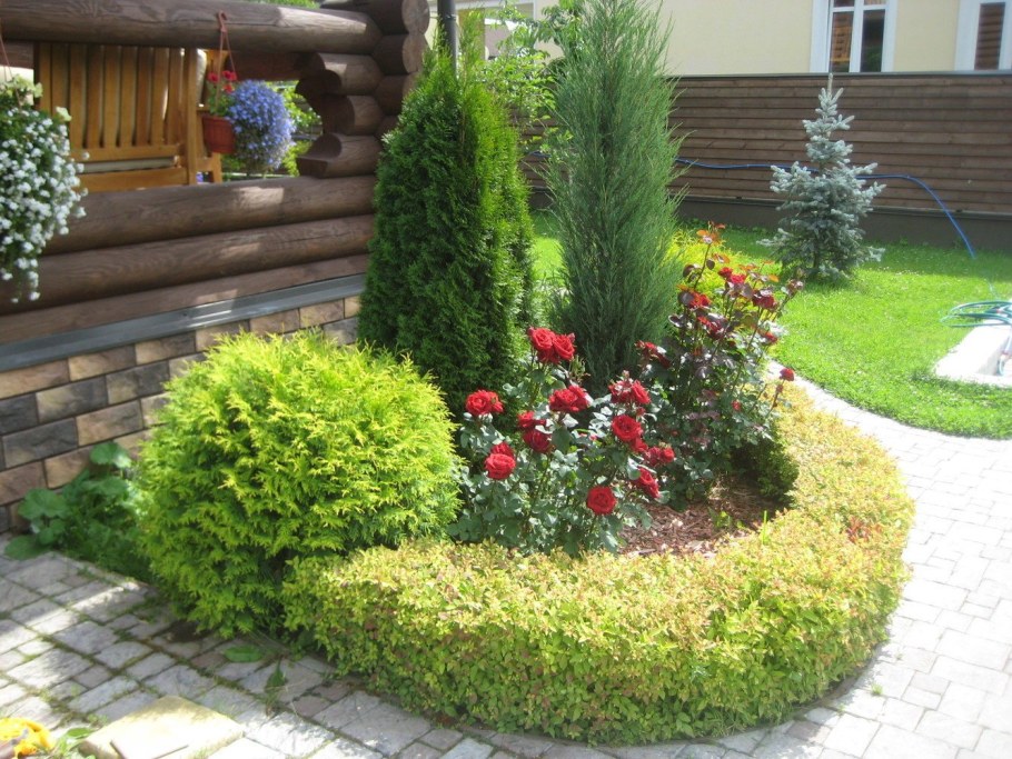 Туя Даника и Барбарис